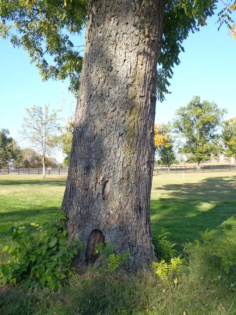 Photo of Gymnocladus dioicus (Gymnocladus dioicuss)