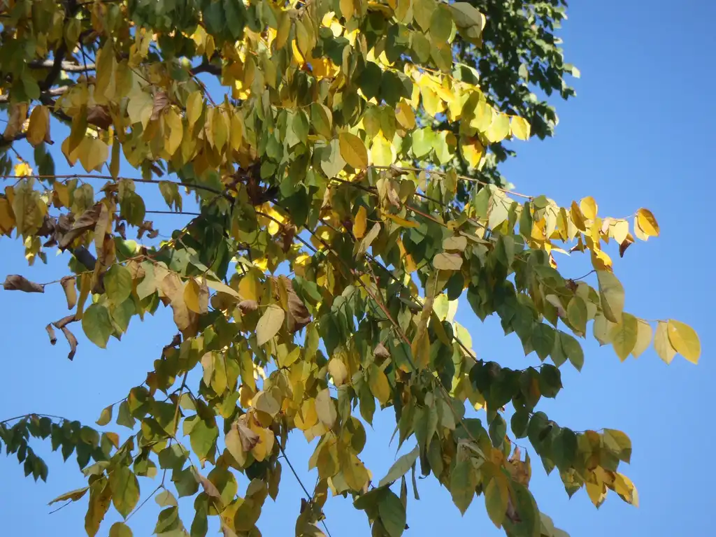 Photo of Gymnocladus dioicus (Gymnocladus dioicuss)