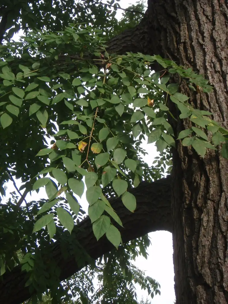 Photo of Gymnocladus dioicus - Leaf Close-up: