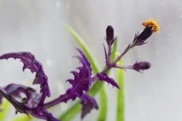 Фото Gynura aurantiaca (Gynura aurantiacas)