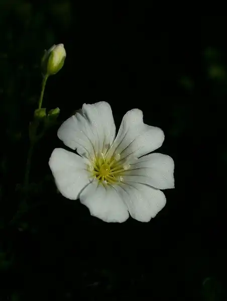 Photo of Gypsophila elegans (Gypsophila eleganss)