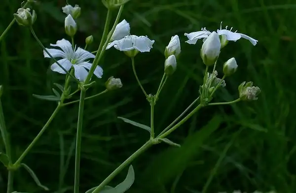 Photo of Gypsophila elegans (Gypsophila eleganss)