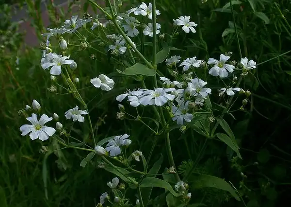Photo of Gypsophila elegans - :Tico