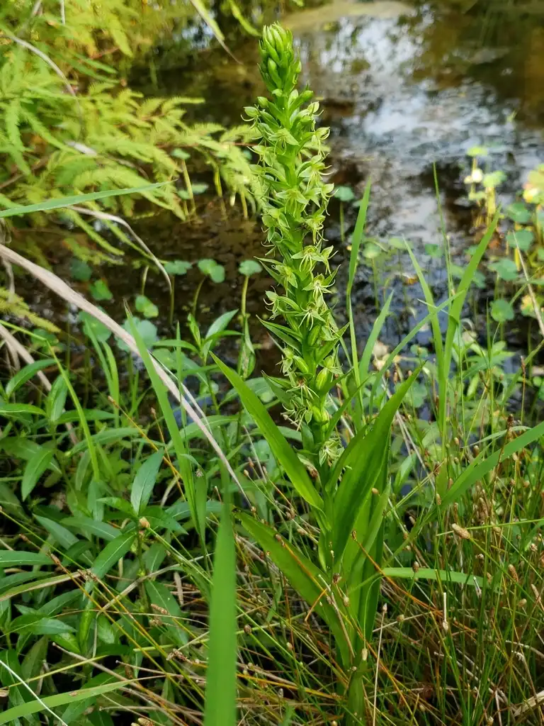 Photo of Habenaria repens (Habenaria repenss)