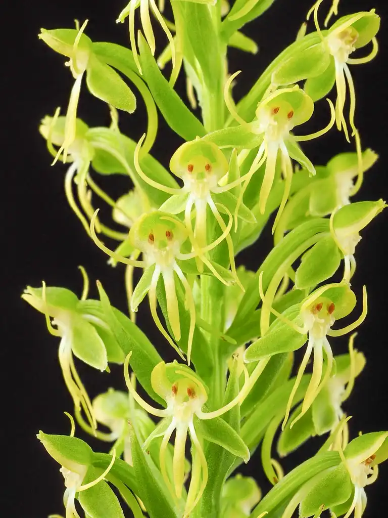 Photo of Habenaria repens - Flowers:Noaki Takebayashi