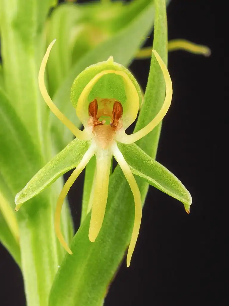 Photo of Habenaria repens - Close up of flower:Noaki Takebayashi