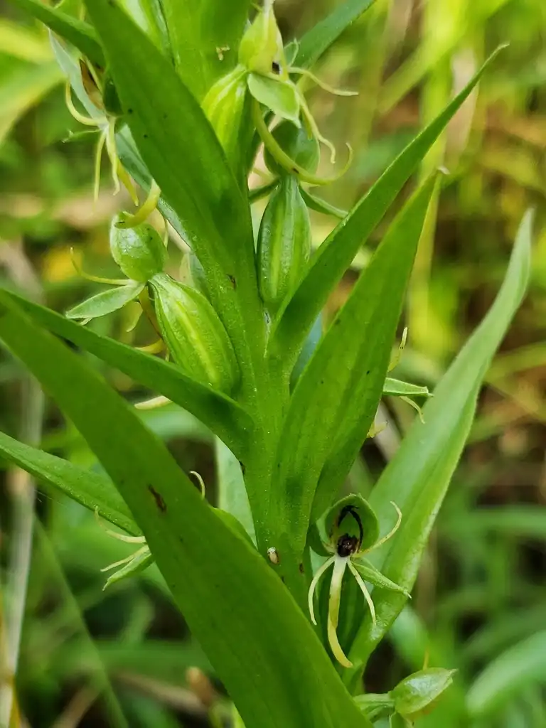 Photo of Habenaria repens - Leaves:Darrel Brown ·
