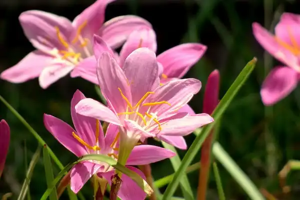 Photo of Habranthus (Habranthuss)