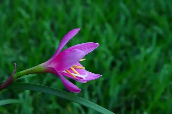 Photo of Habranthus (Habranthuss)