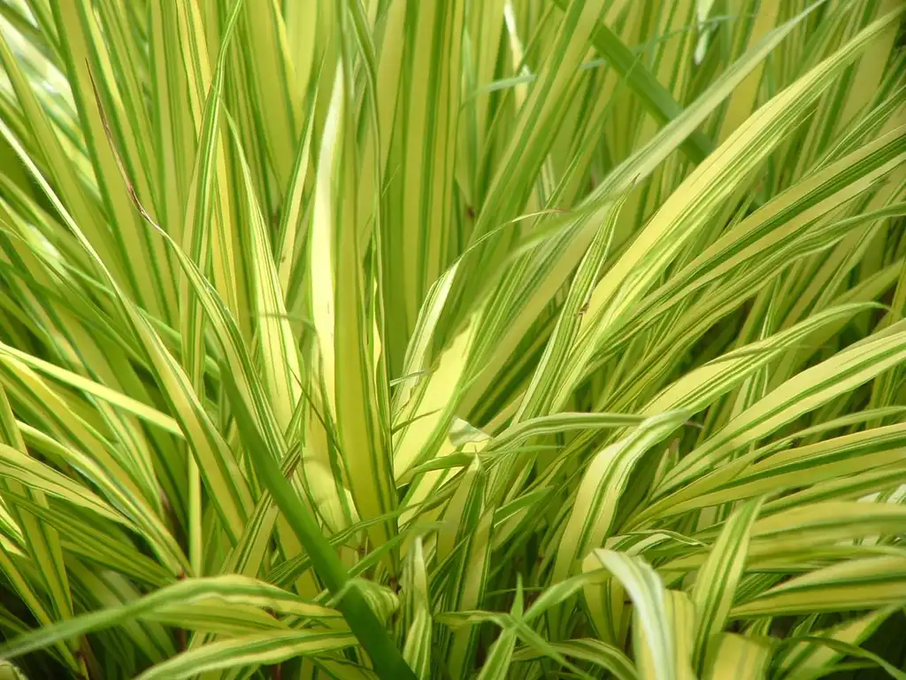Фото Hakonechloa macra 'Aureola' (Hakonechloa macra 'Aureola's)