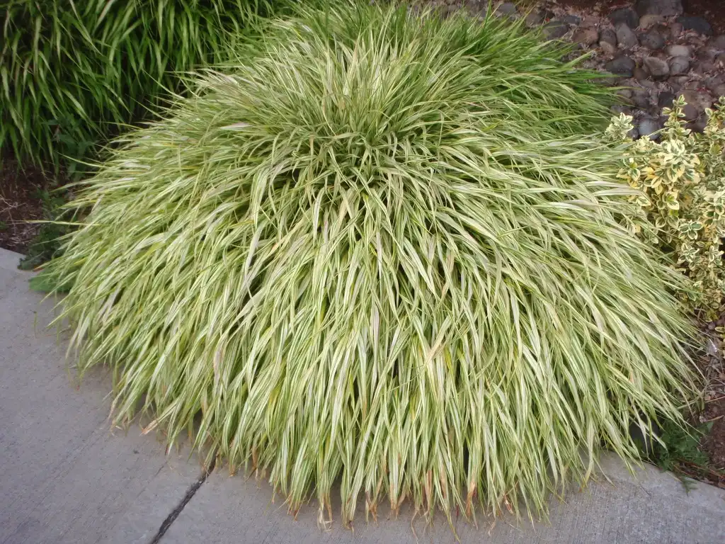 Фото Hakonechloa macra 'Aureola' (Hakonechloa macra 'Aureola's)