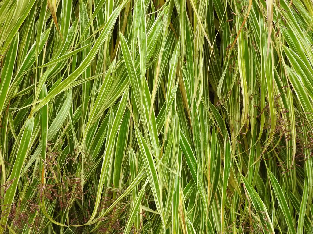 Photo of Hakonechloa macra 'Samurai' (Hakonechloa macra 'Samurai's)