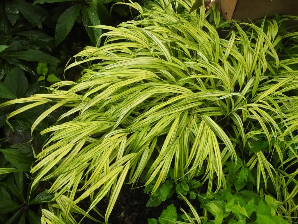 Photo of Hakonechloa macra 'Stripe it Rich' (Hakonechloa macra 'Stripe it Rich's)