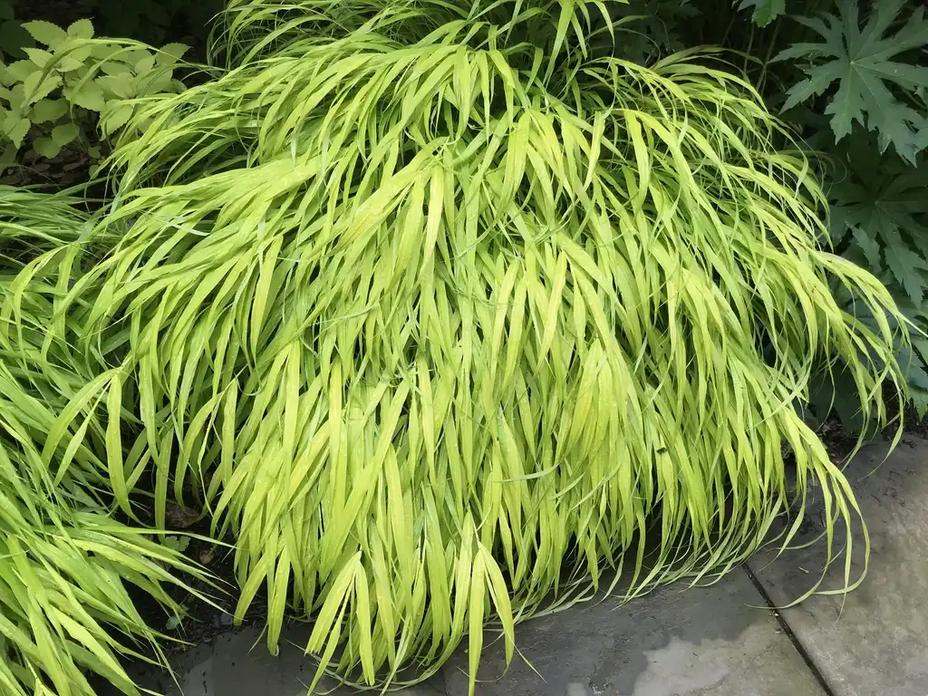 Фото Hakonechloa macra (Hakonechloa macras)