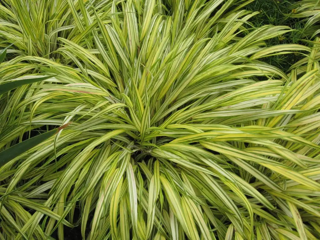 Фото Hakonechloa macra (Hakonechloa macras)