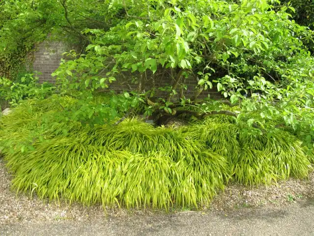 Фото Hakonechloa macra - Hakonechloa macra 'Aureola' mass planting around tree:Leonora (Ellie) Enking