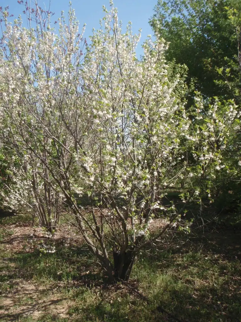Photo of Halesia carolina (Halesia carolinas)