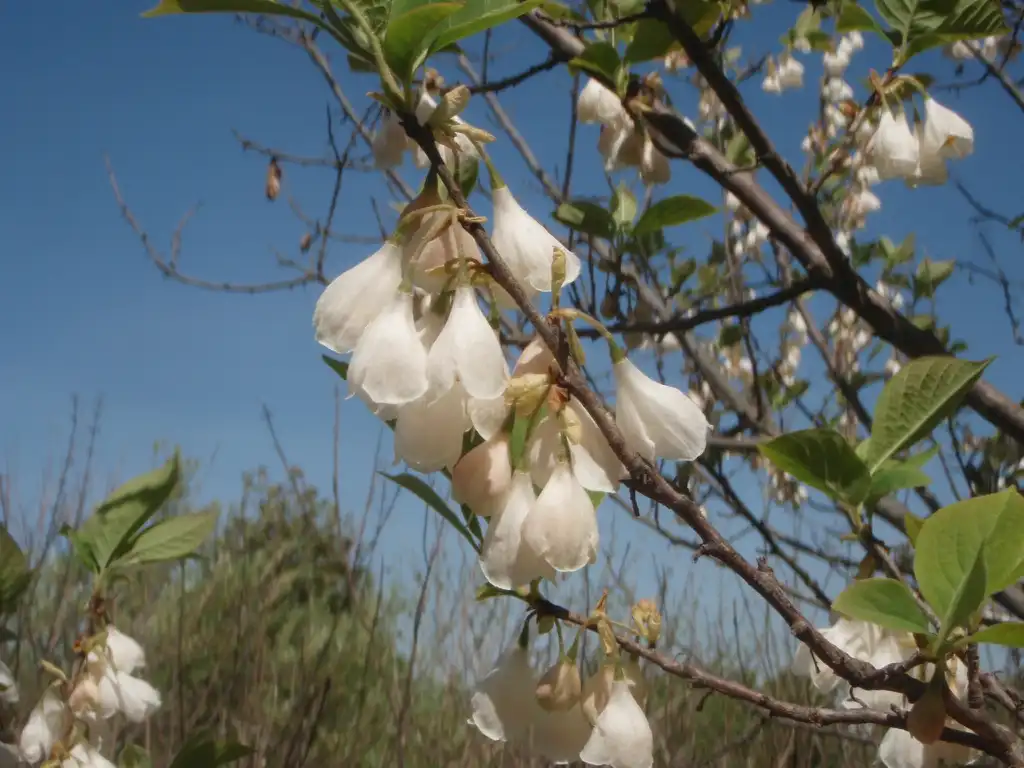 Photo of Halesia carolina (Halesia carolinas)