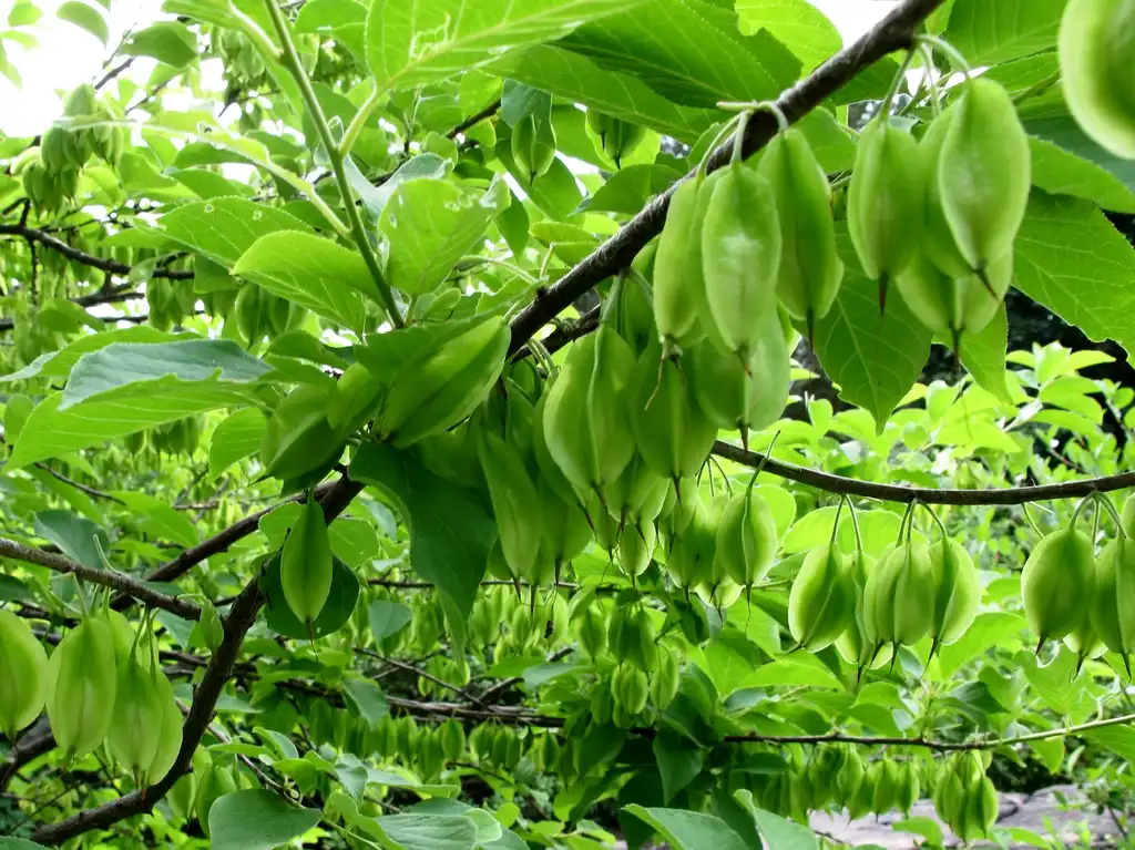 Photo of Halesia carolina - Immature fruits:Kristine Paulus