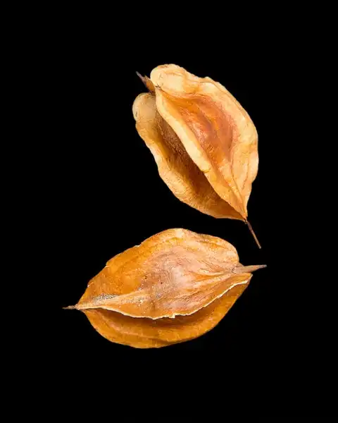 Photo of Halesia carolina - Mature fruits:Plant Image Library