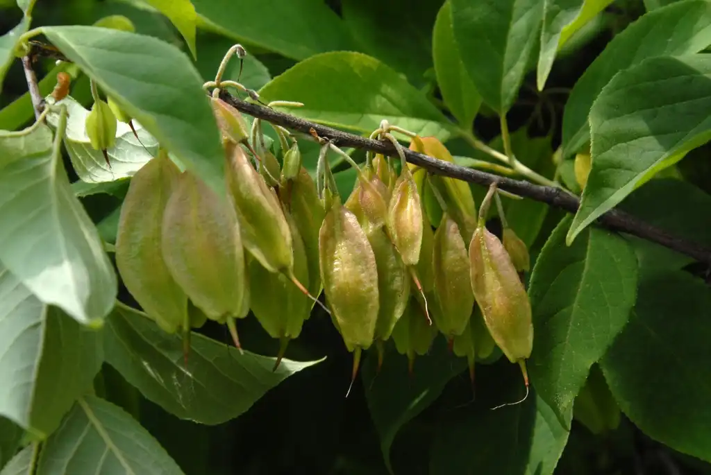 Photo of Halesia carolina - Fruit (Biltmore, NC):Jim Robbins