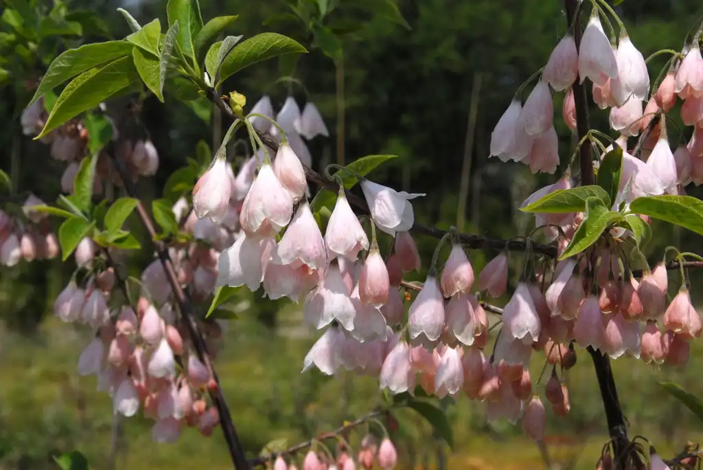 Photo of Halesia carolina - 'Arnold Pink' Flower:Jim Robbins