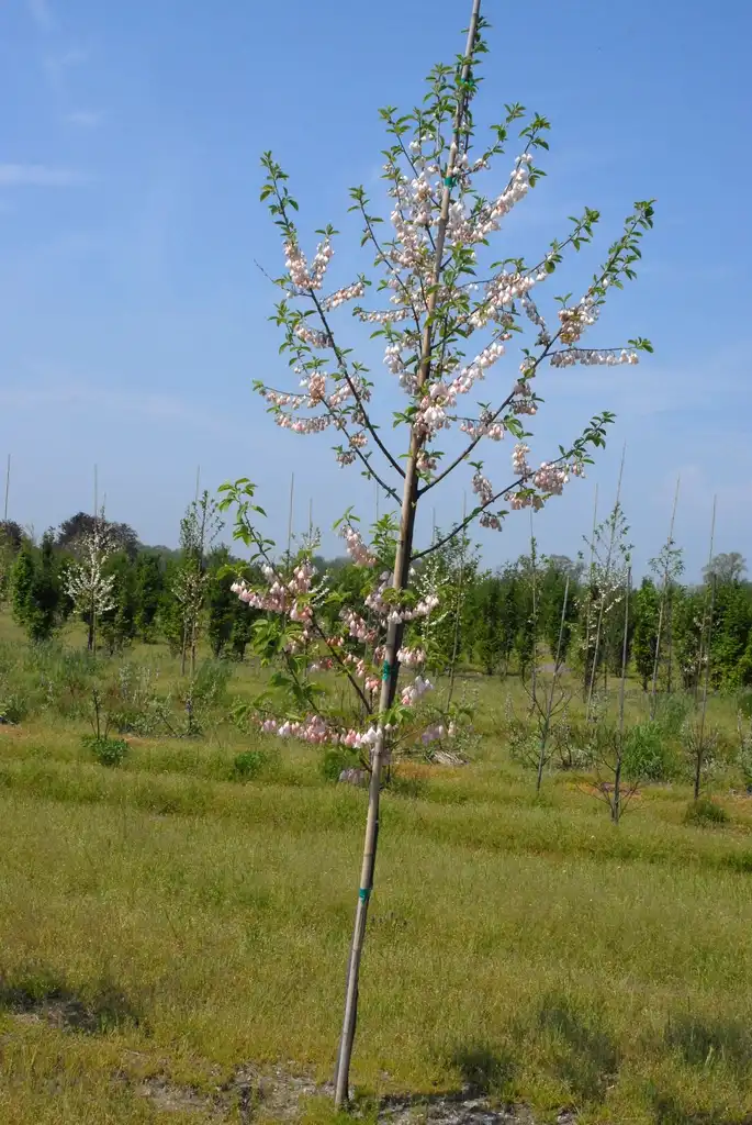 Photo of Halesia carolina - 'Arnold Pink' Form:Jim Robbins