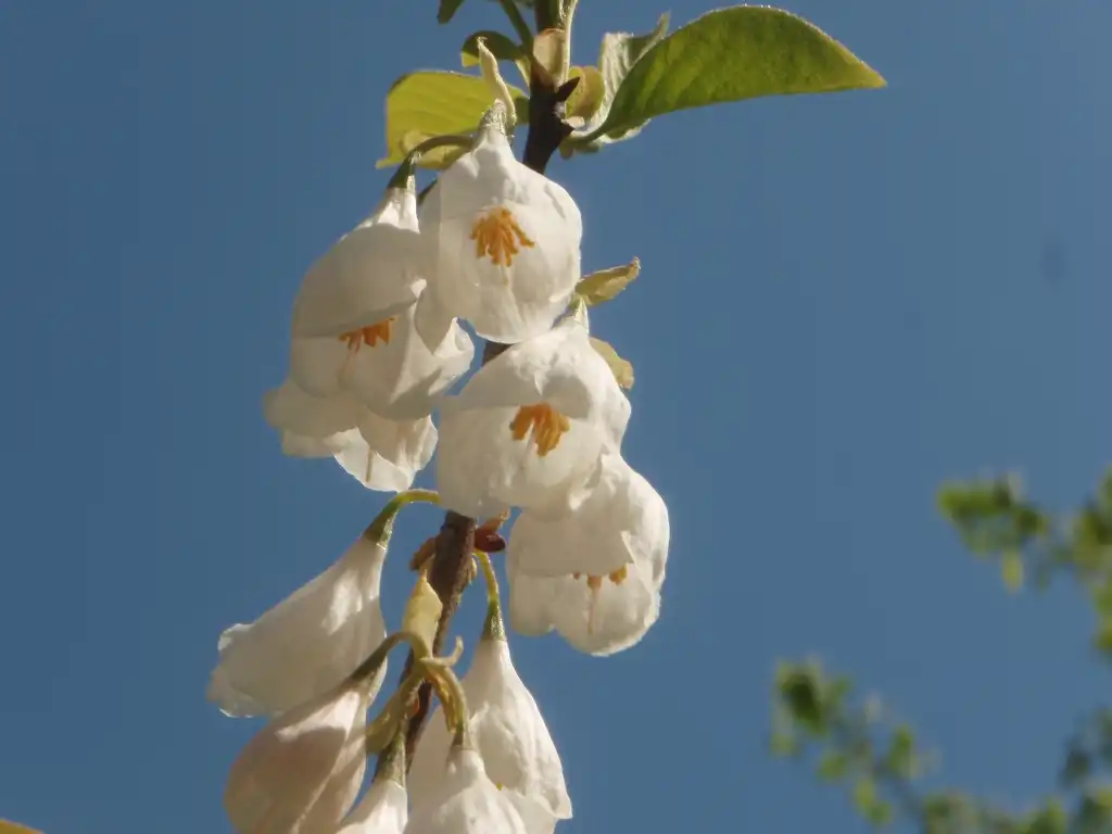Photo of Halesia carolina - Flower Bottom view:Jim Robbins