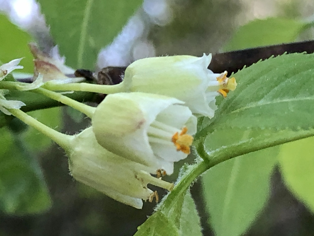 Photo of Halesia carolina - Flower Close-up (Haywood County, NC):Marcia Boyle