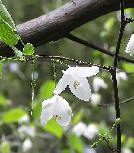 Photo of Halesia diptera (Halesia dipteras)