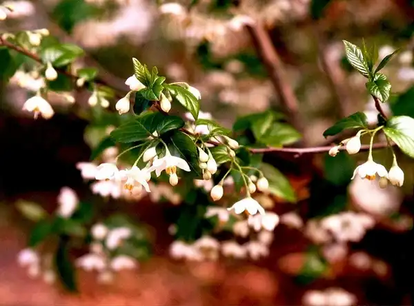 Photo of Halesia diptera (Halesia dipteras)