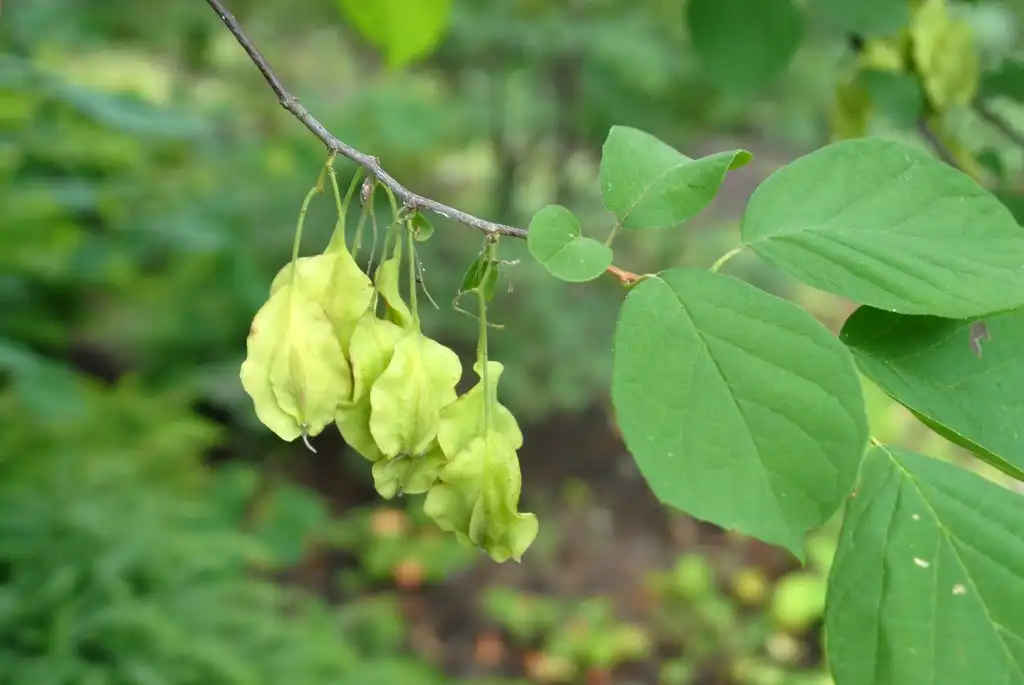 Photo of Halesia diptera - Halesia diptera Fruit and Leaves:Jim Robbins