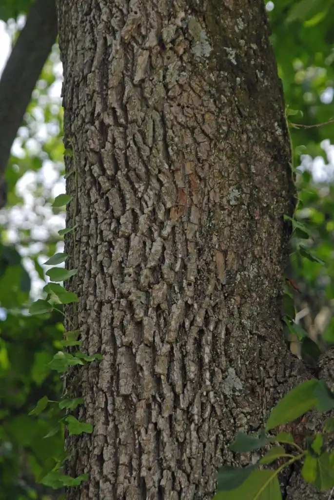 Photo of Halesia diptera - Bark (Biltmore, NC):Jim Robbins