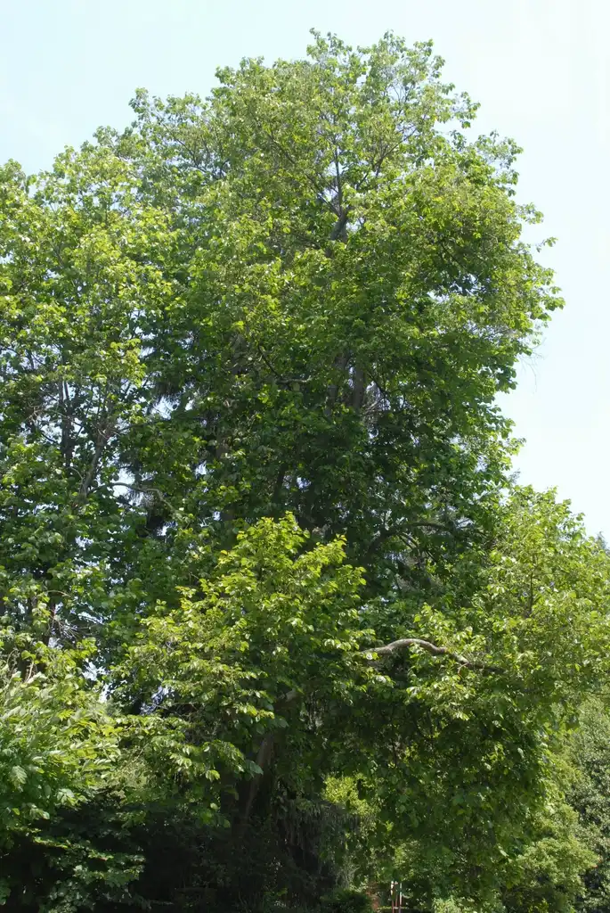 Photo of Halesia diptera - Full Form (Biltmore, NC):Jim Robbins