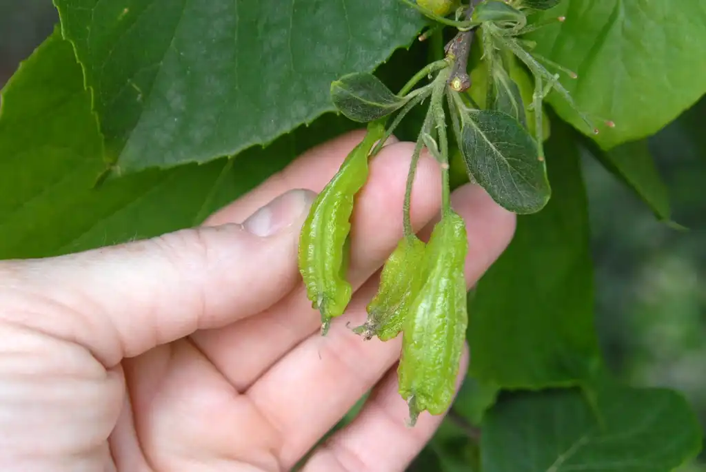Photo of Halesia diptera - Fruit Detail (Biltmore, NC):Jim Robbins