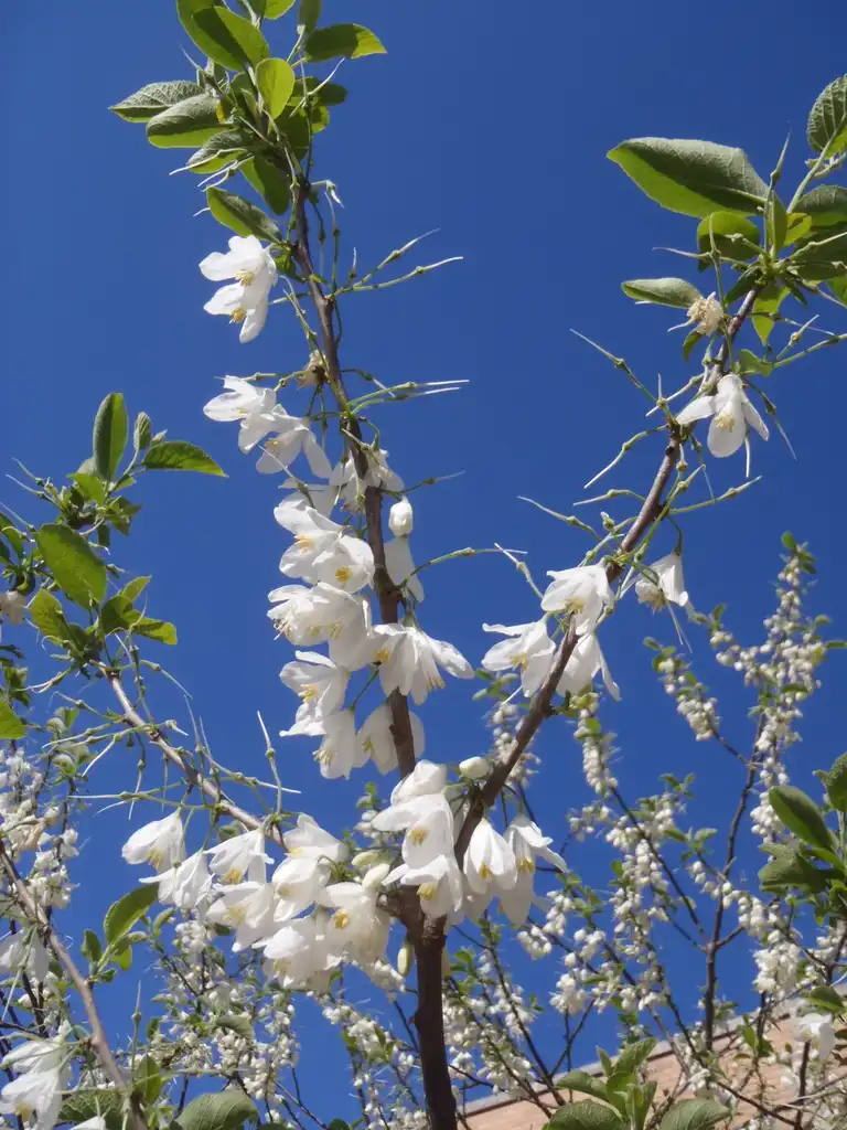 Photo of Halesia diptera - 'Magniflora' Flowers:Jim Robbins