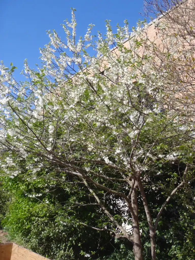 Photo of Halesia diptera - 'Magniflora' Flower Form:Jim Robbins