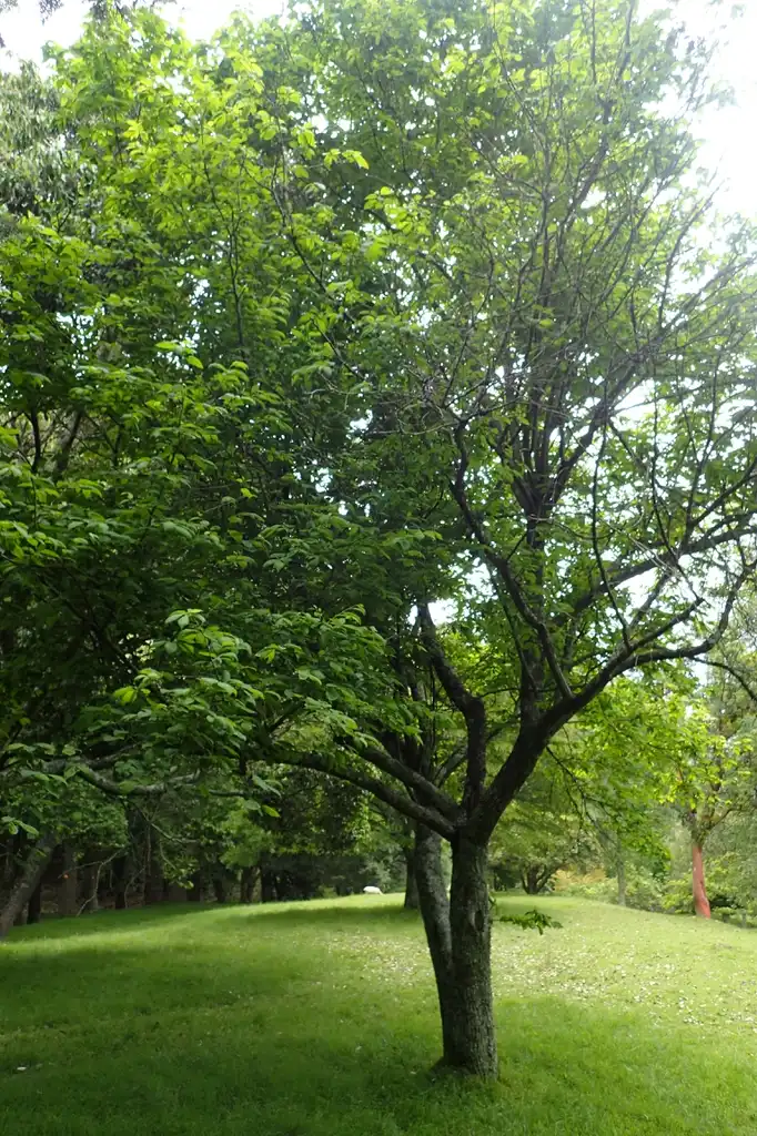 Фото Halesia monticola (Halesia monticolas)