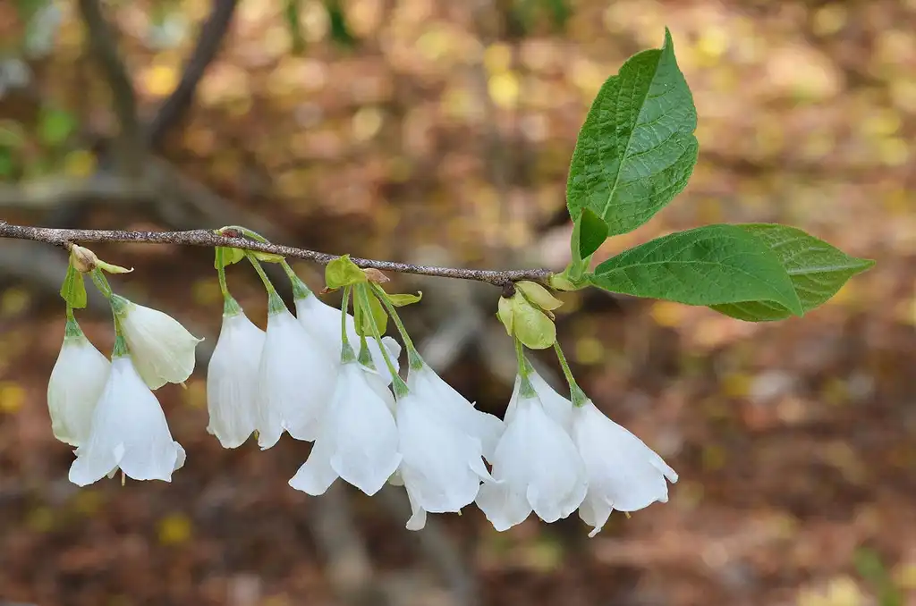 Фото Halesia monticola (Halesia monticolas)
