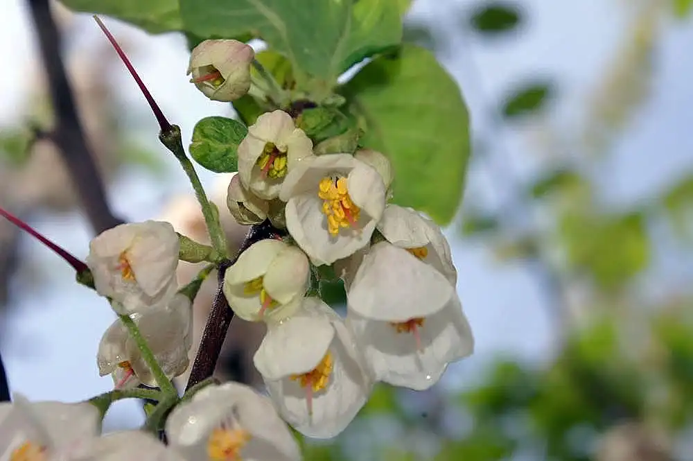 Фото Halesia monticola - Flowers:David J. Stang