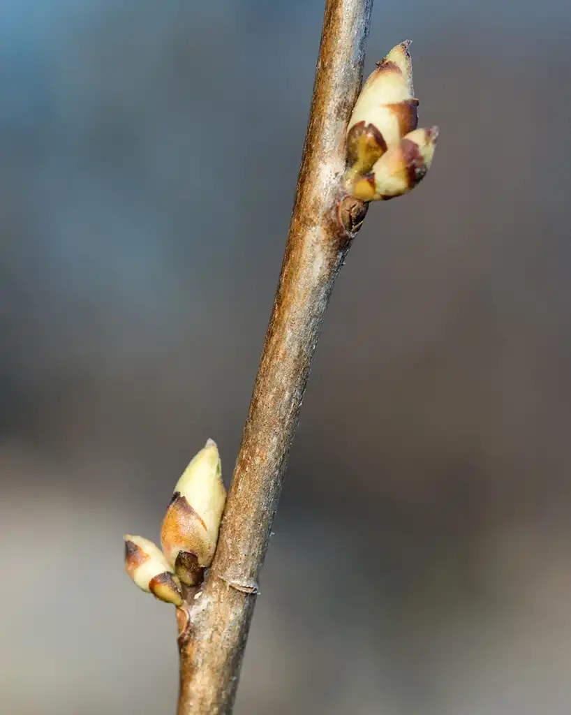 Фото Halesia monticola - Stem and buds:Plant Image Library