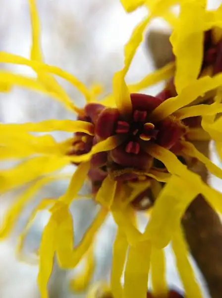 Photo of Hamamelis mollis (Hamamelis molliss)