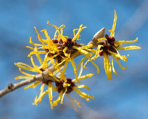 Photo of Hamamelis mollis (Hamamelis molliss)