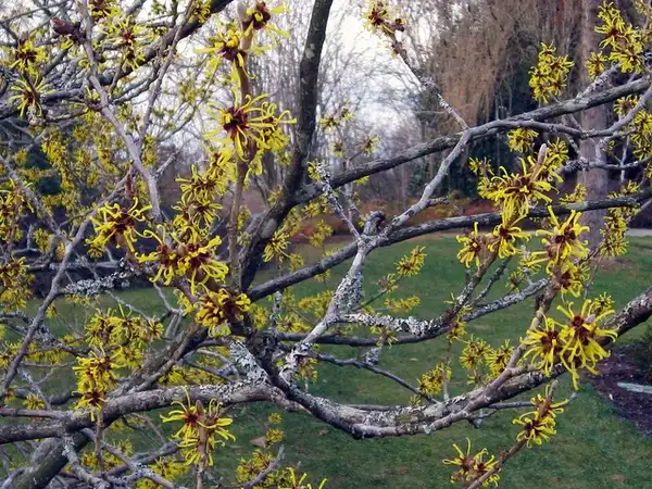 Photo of Hamamelis mollis - Hamamelis mollis:Ruth Hartnup