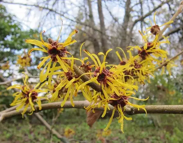 Photo of Hamamelis mollis - Hamamelis mollis:Melanie J. Watts