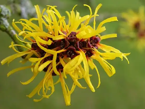Photo of Hamamelis mollis - Hamamelis mollis:Tim Waters