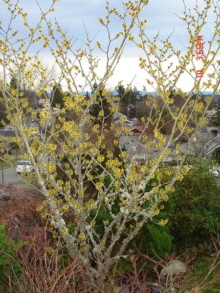 Photo of Hamamelis mollis - :Mark Ahlens
