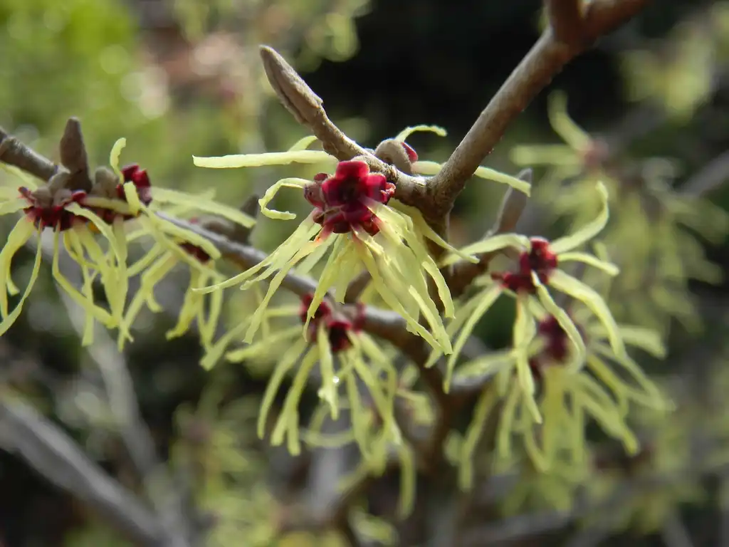 Photo of Hamamelis mollis - 'Pallida' Flower and stem (Buncombe County, NC):Randy Harter