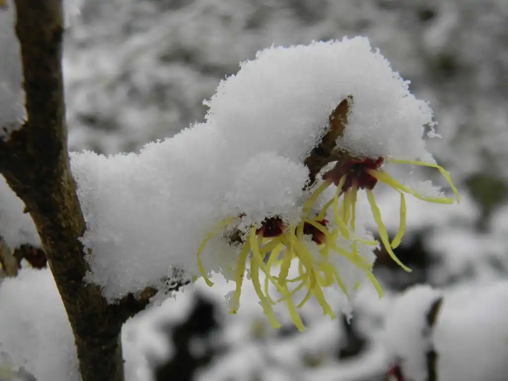 Photo of Hamamelis mollis - 'Pallida' Flower in snow (Buncombe County, NC):Randy Harter