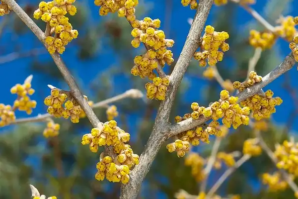 Photo of Hamamelis vernalis (Hamamelis vernaliss)